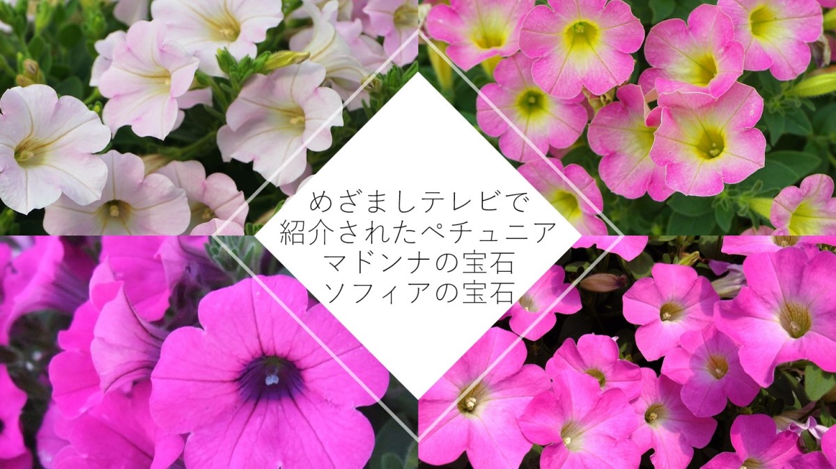 メディア掲載情報 めざましテレビで紹介されたペチュニア マドンナの宝石 ソフィアの宝石 メディア掲載情報 めざましテレビで紹介されたペチュニア マドンナの宝石 ソフィアの宝石