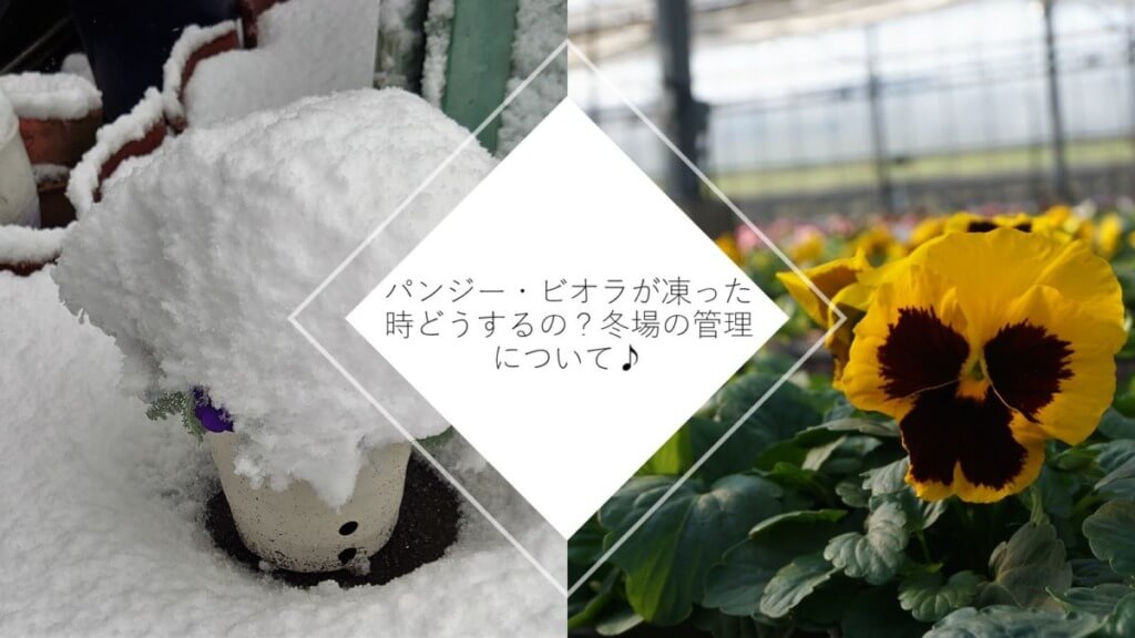 園芸テクニック 失敗しないパンジー ビオラの花がら摘みの方法とメリット デメリット