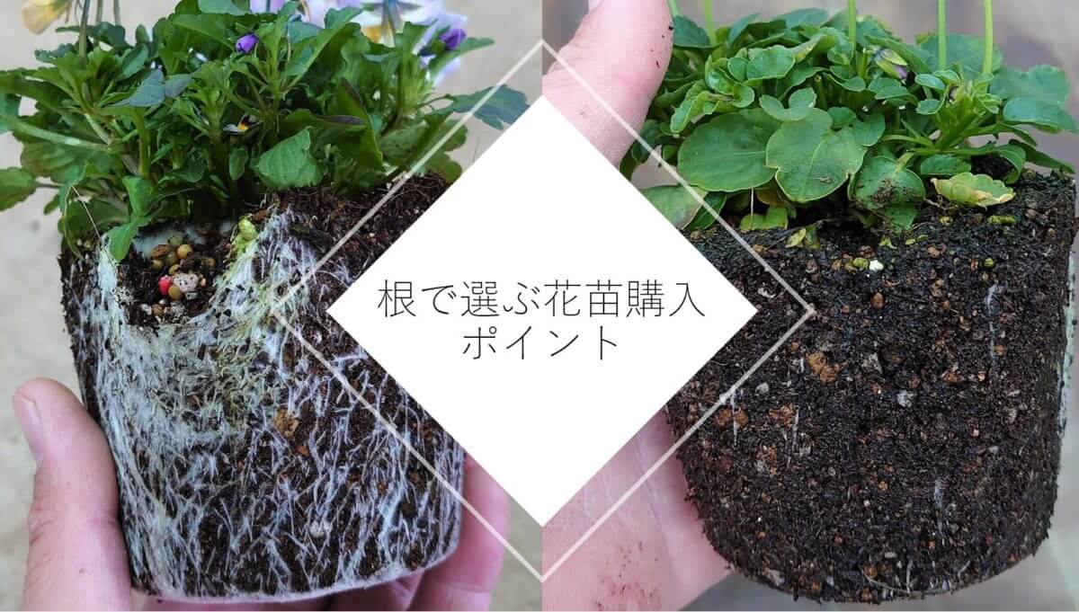購入苗確認用 -2021-01-18-110757-