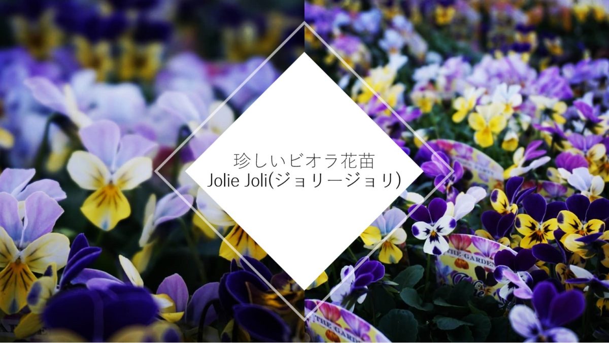 オリジナル品種紹介 珍しいビオラの花苗 Jolie Joli ジョリージョリ