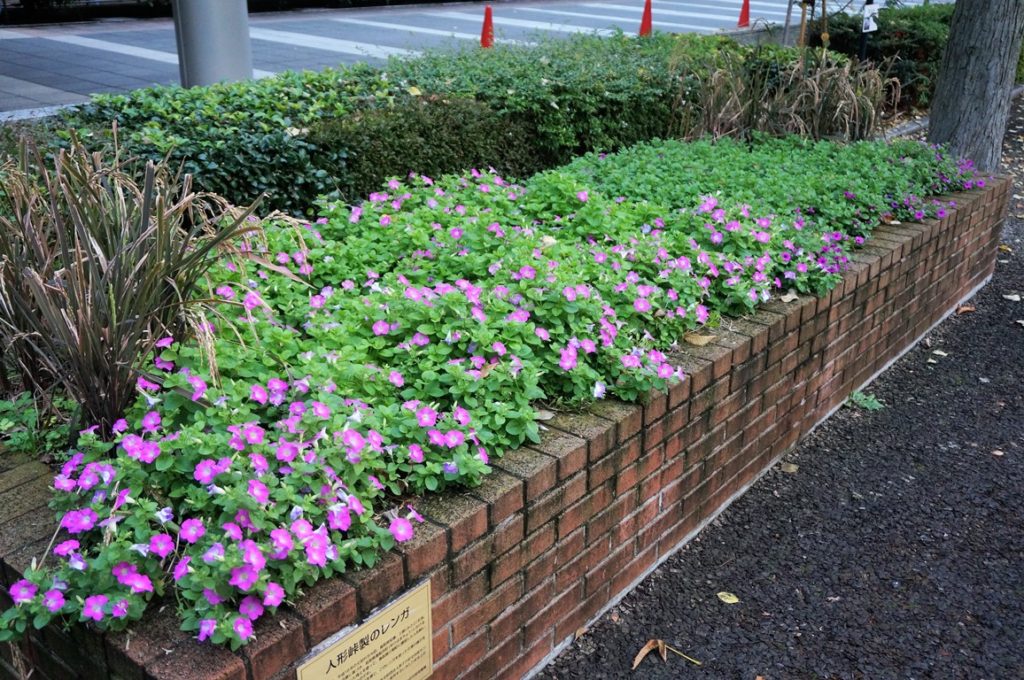 東京：農林水産省前花壇に植えてあるマドンナの宝石ピンク＆ソフィアの宝石バイオレット