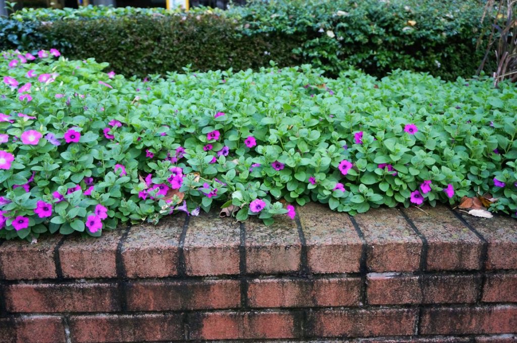東京：農林水産省前花壇に植えてあるマドンナの宝石ピンク＆ソフィアの宝石バイオレット