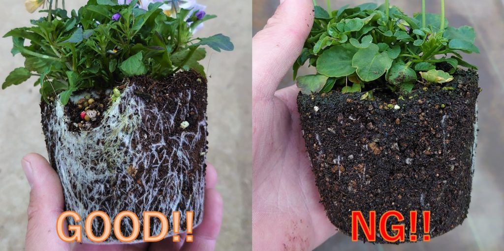 花苗・ポット苗の根の様子。左側の写真が良い例、右側の写真が悪い例。