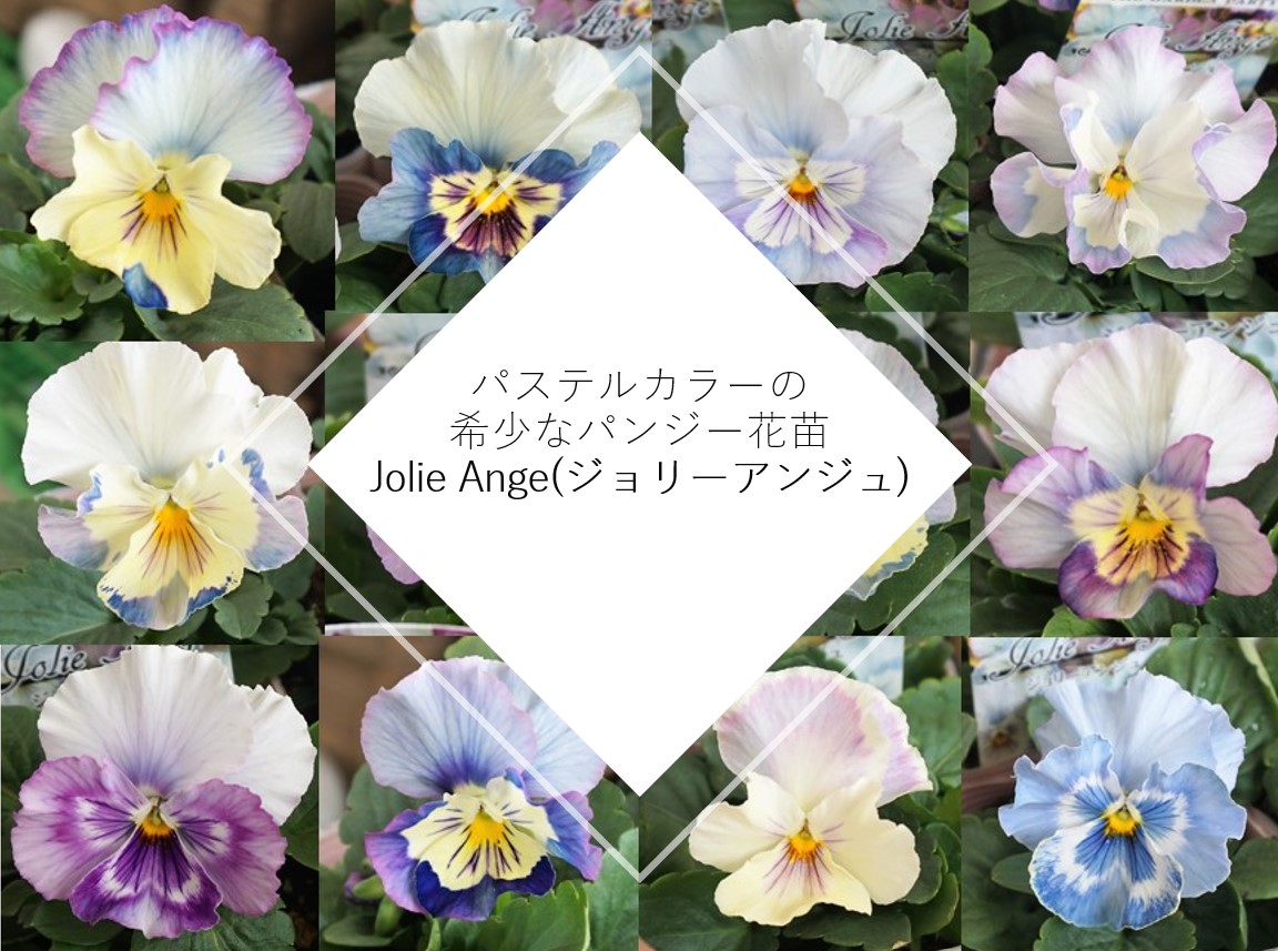 パステルカラーの希少なパンジー花苗「Jolie Ange(ジョリーアンジュ)」 – プロが伝える栽培ブログ | The Garden