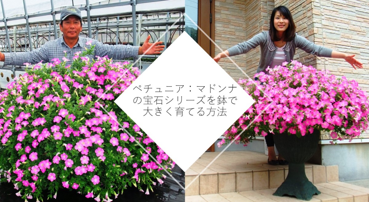 ペチュニア育て方♪1株でこのボリューム!!ペチュニア：マドンナの宝石
