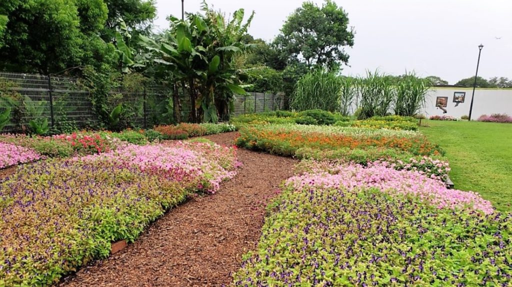夢の島公園(東京2020のアーチェリー会場)の植栽