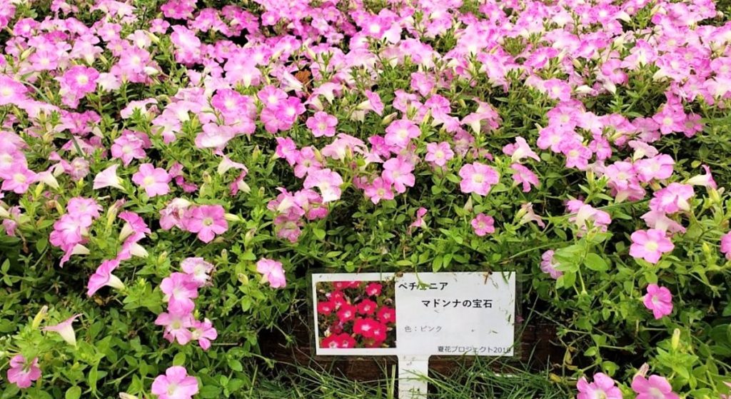 夢の島公園(東京2020のアーチェリー会場)に植栽されたマドンナの宝石ピンク