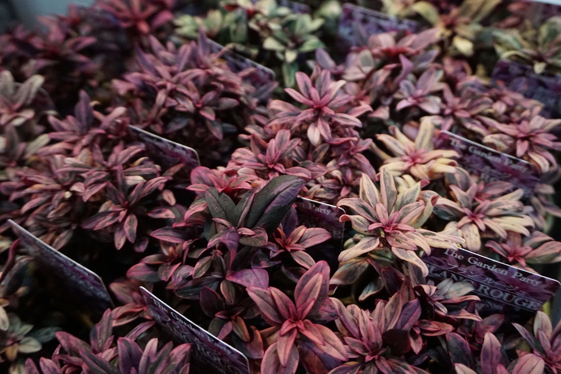 寄せ植えの名脇役カラーリーフキンギョソウ(斑入り)【Blanc Rouge