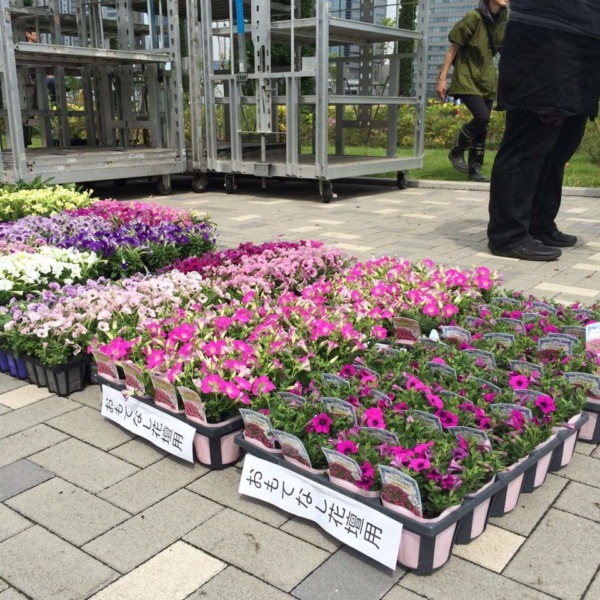 五輪彩る真夏の草花の審査会