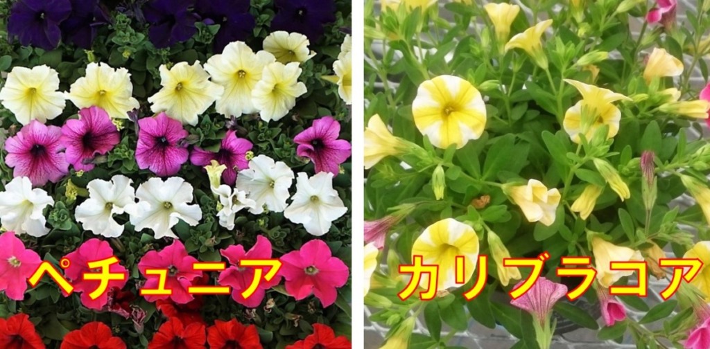 ペチュニアとカリブラコアの花の違い