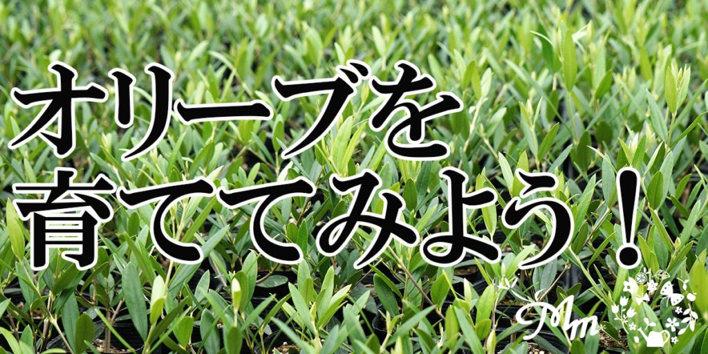 成長スピードの速いオリーブ ひなかぜ Hinakaze を育ててみよう プロが伝える栽培ブログ The Garden Party ザ ガーデンパーティー