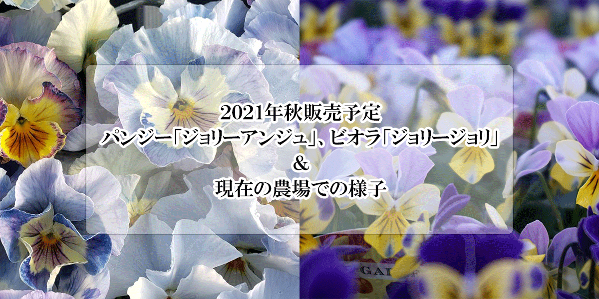 2021年秋販売予定♪パンジー『ジョリーアンジュ』、ビオラ『ジョリージョリ』の農場での様子♪ – プロが伝える栽培ブログ | The Garden  Party-ザ・ガーデンパーティー-