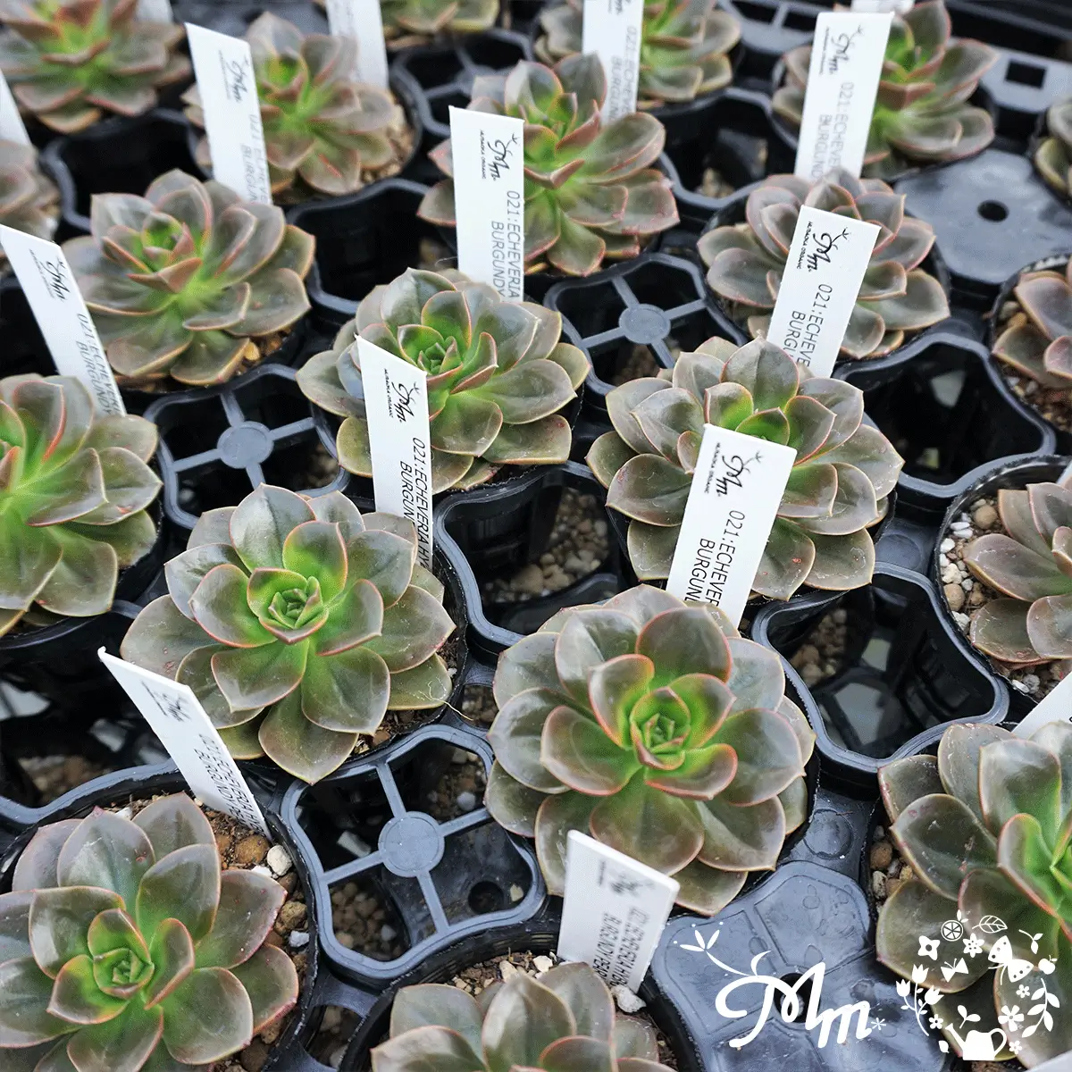 ECHEVERIA HYBRID BURGUNDY PEARL(エケベリア ハイブリッド バーガンディーパール)