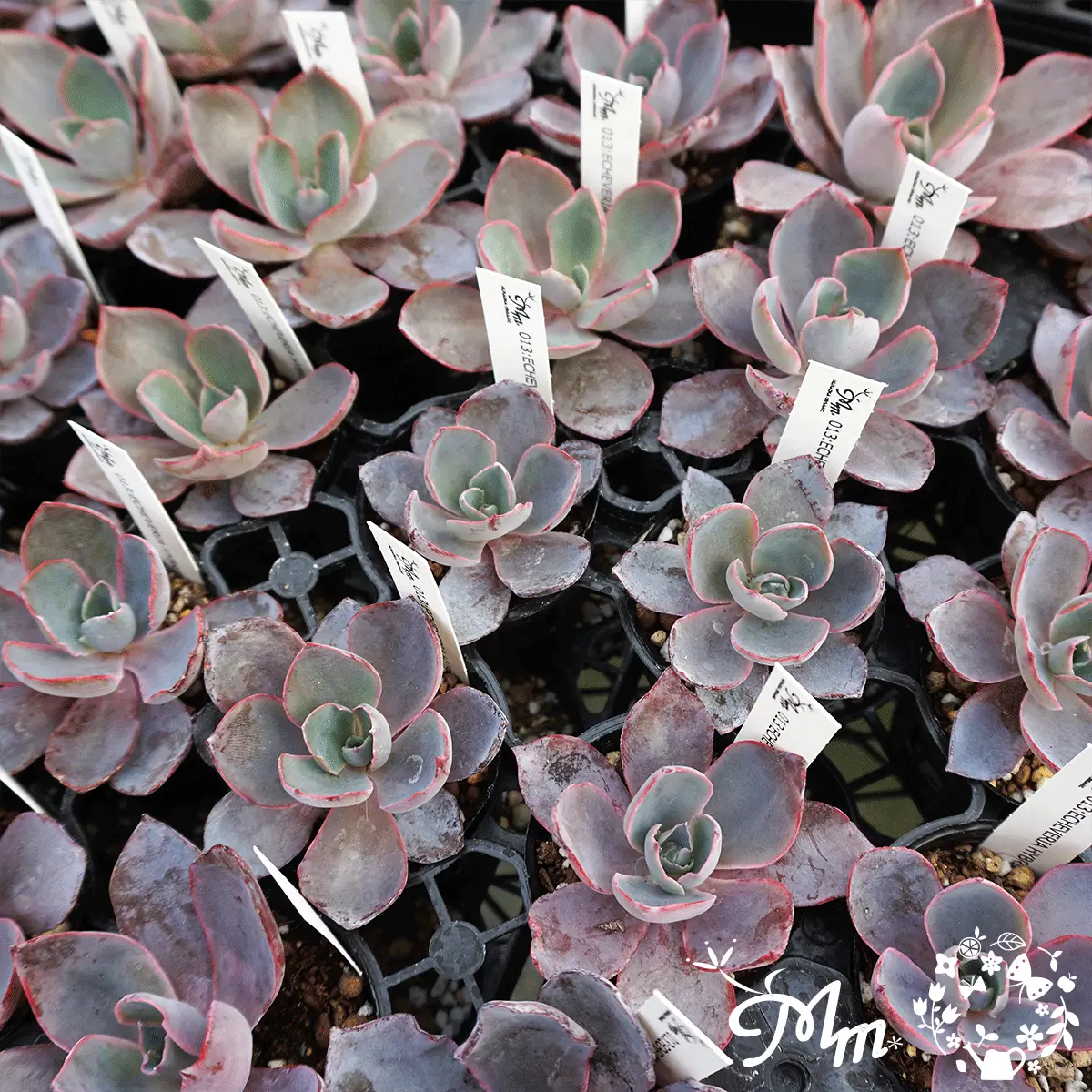 ECHEVERIA HYBRID AFTERGLOW(エケベリア ハイブリッド アフターグロー)