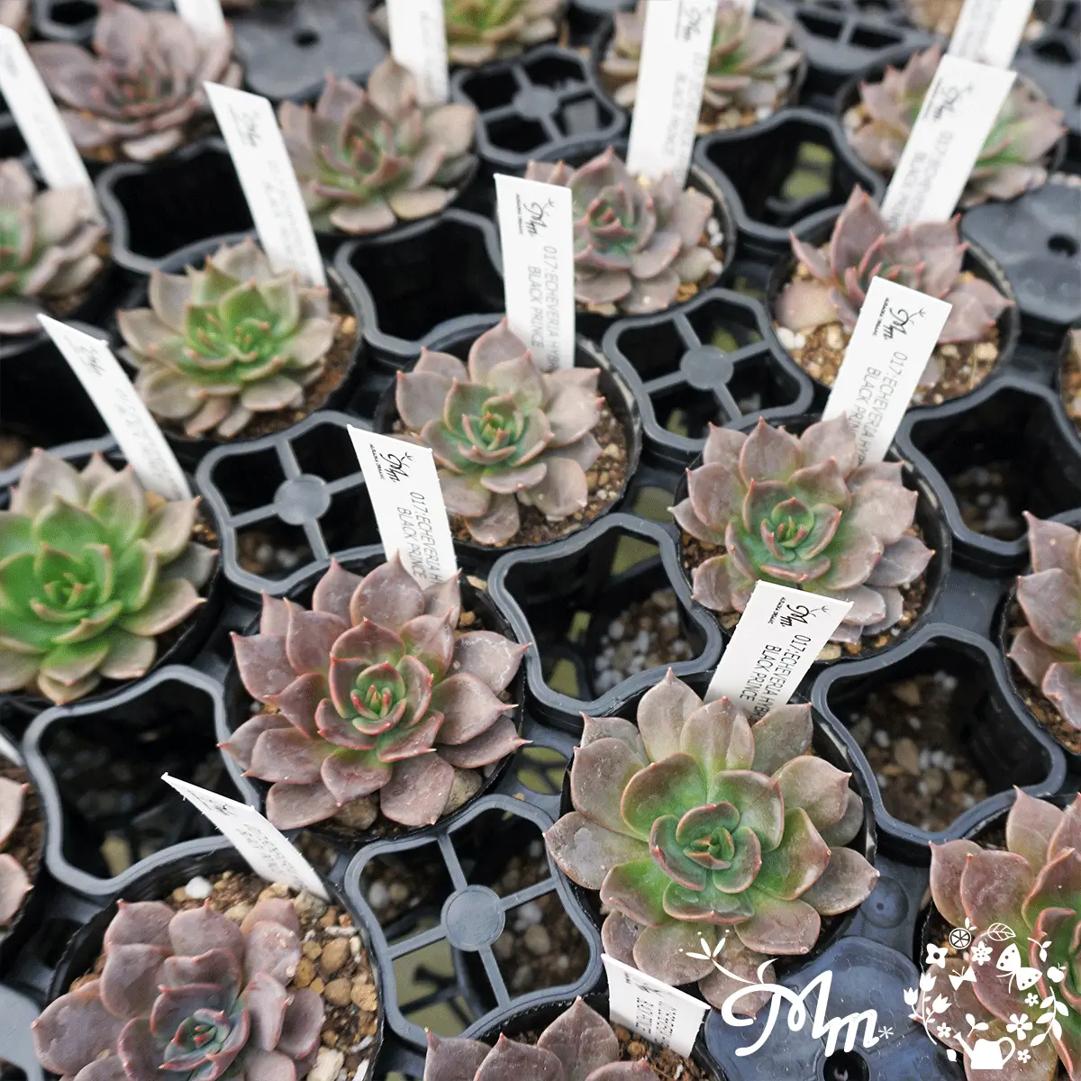 ECHEVERIA HYBRID BLACK PRINCE(エケベリア ハイブリッド ブラックプリンス)