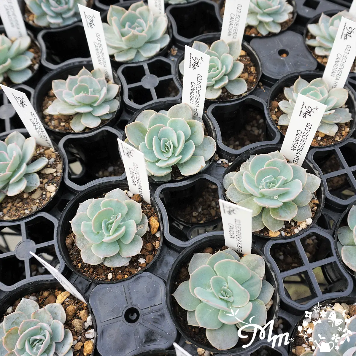 ECHEVERIA HYBRID CANADIAN(エケベリア ハイブリッド カナディアン)