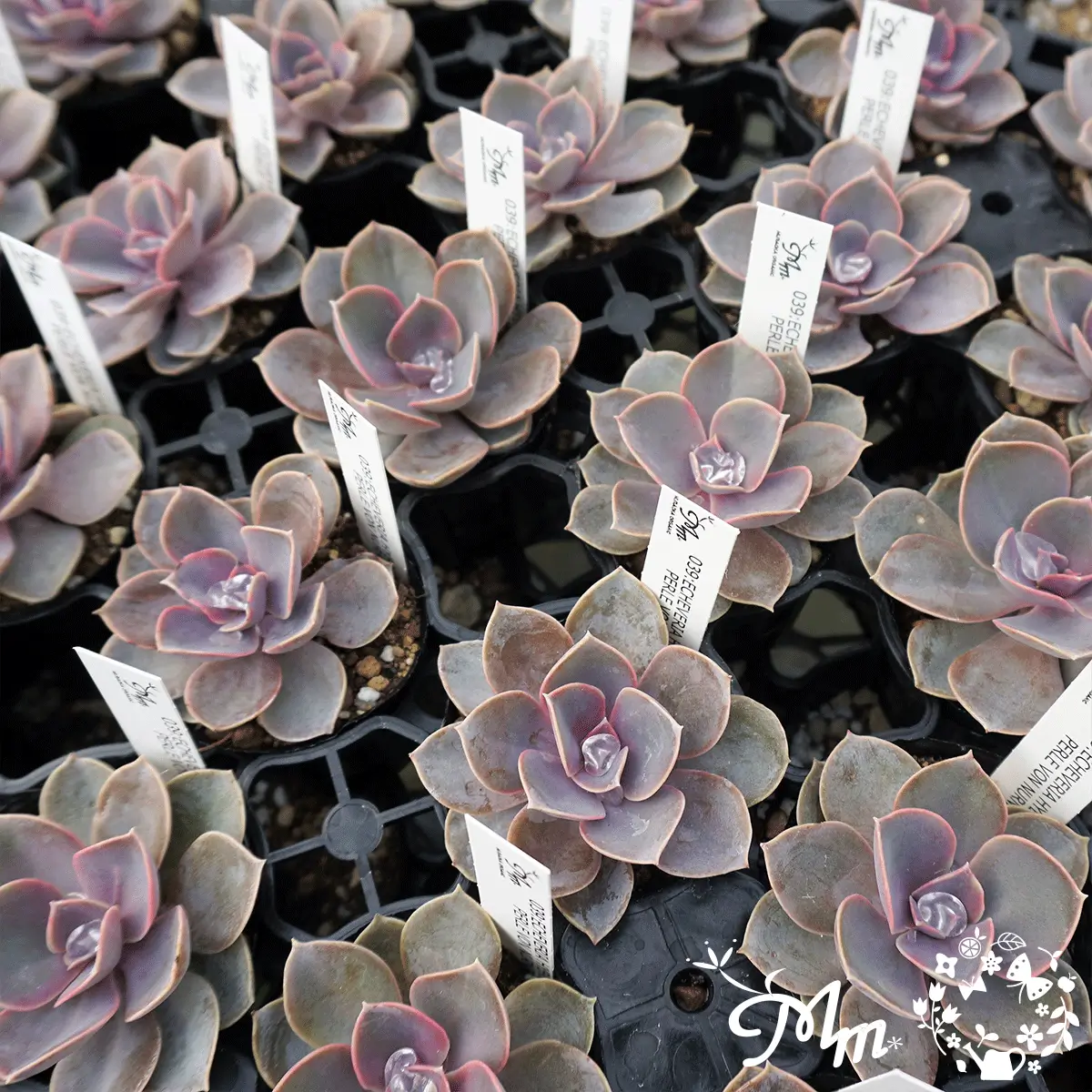 ECHEVERIA HYBRID PERLE VON NURNBERG(エケベリア ハイブリッド パールフォンニュンベルグ)