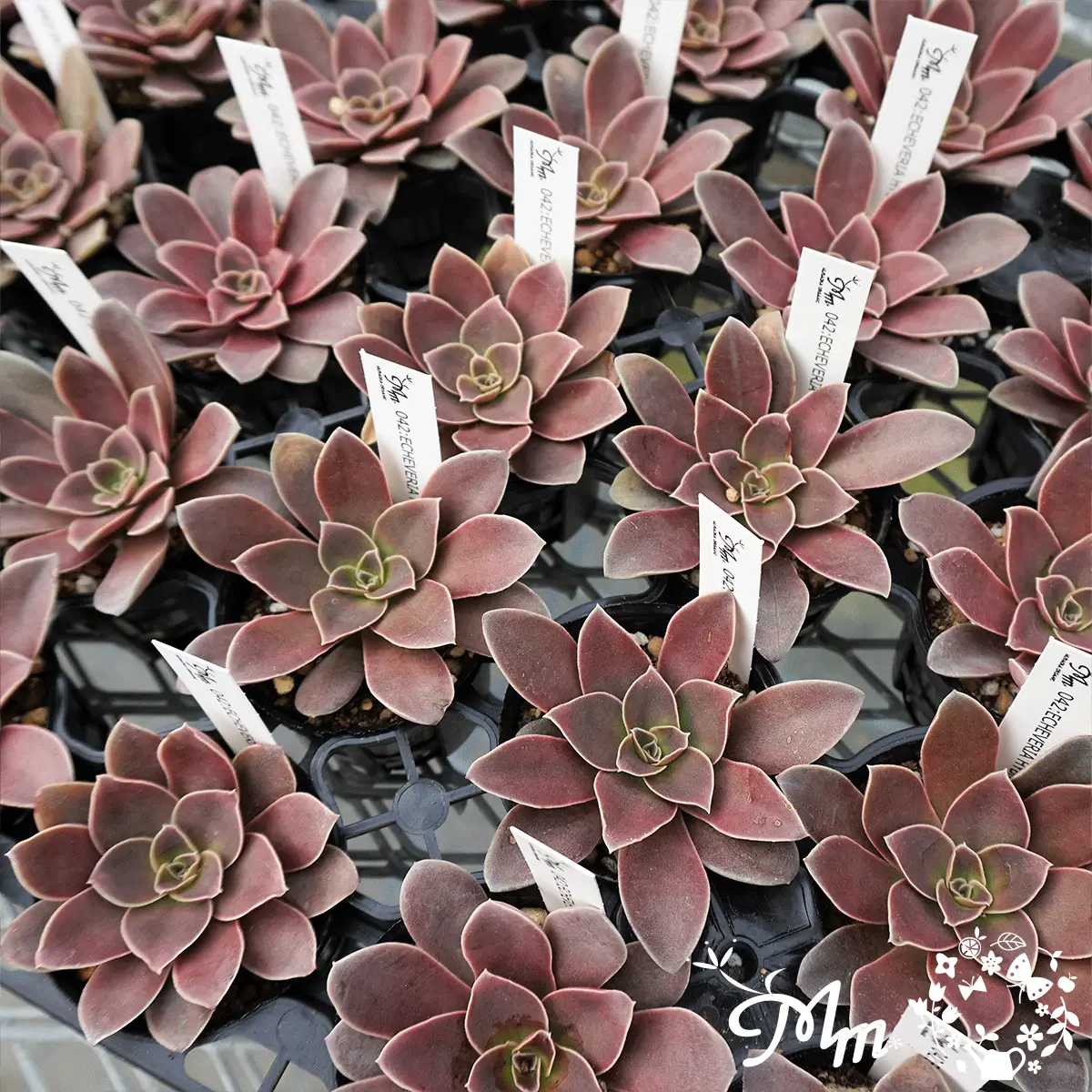 ECHEVERIA HYBRID RACEMOSA(エケベリア ハイブリッド ラセモサ)