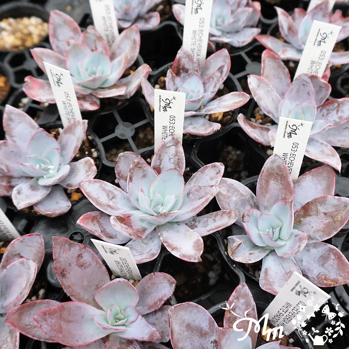 ECHEVERIA HYBRID WHITE SHADOW(エケベリア ハイブリッド ホワイトシャドー)