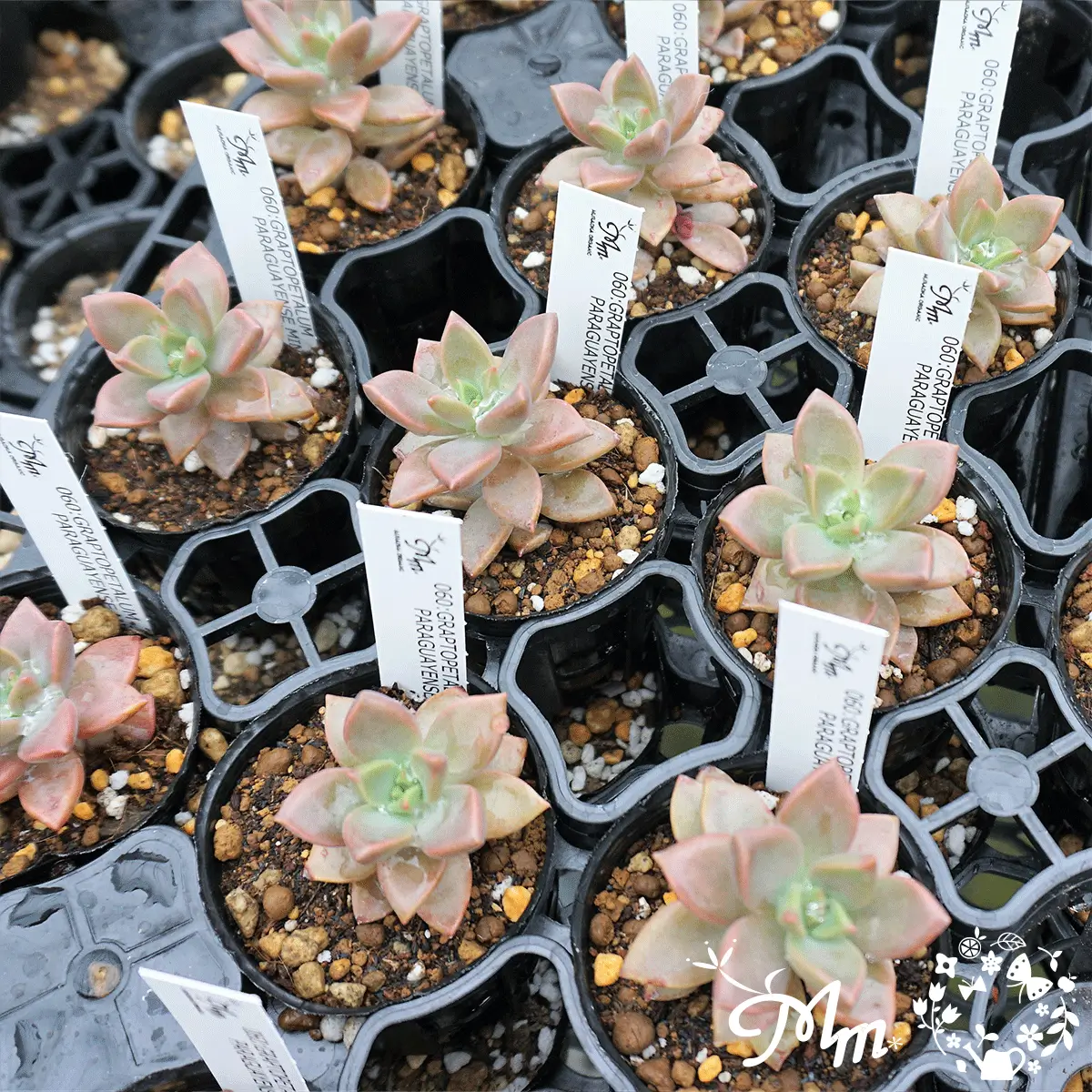 GRAPTOPETALUM PARAGUAYENSE MINOR(グラプトペタラム ハイブリッド ミノーラ)