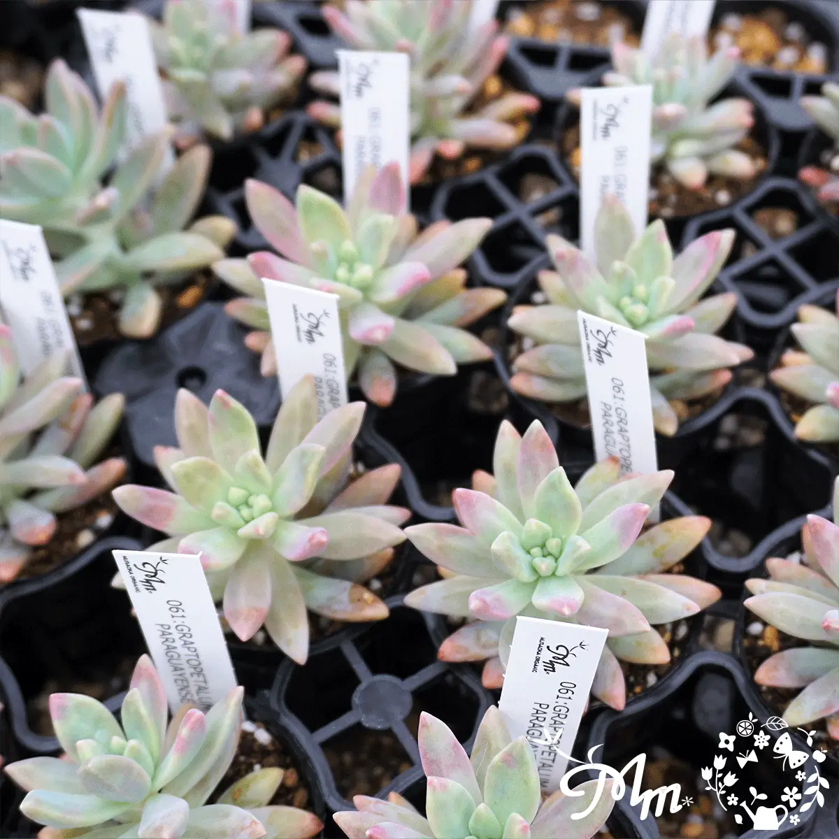 GRAPTOPETALUM PARAGUAYENSE(グラプトペタラム ハイブリッド パラグアイエンセ)