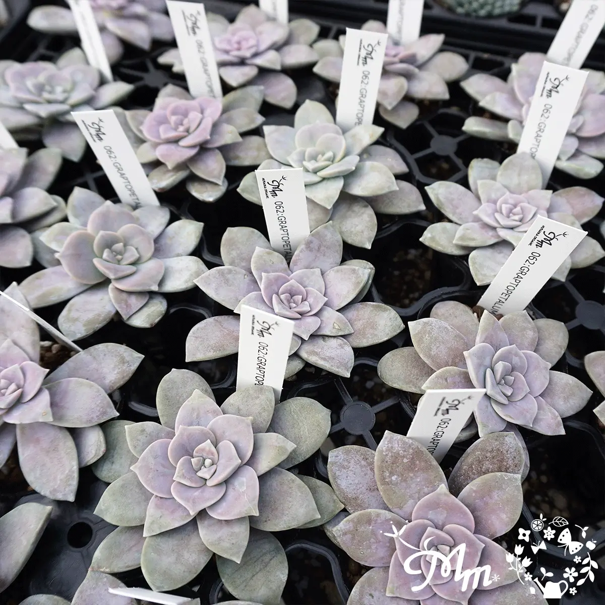 GRAPTOPETALUM PENTANDRUM(グラプトペタラム ハイブリッド ペンタドラム)