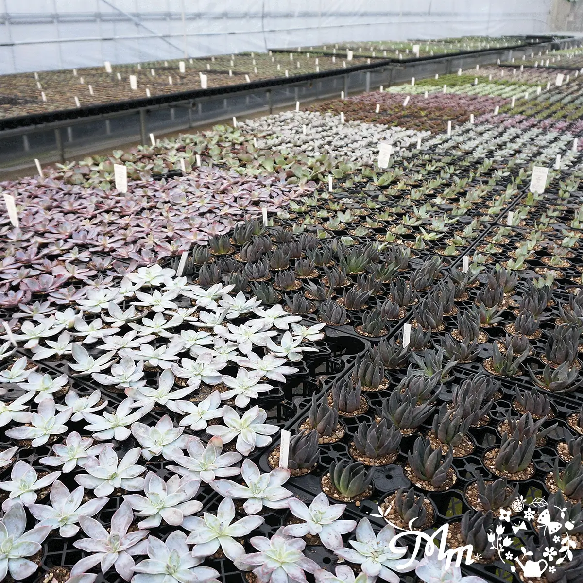 多肉植物栽培の様子