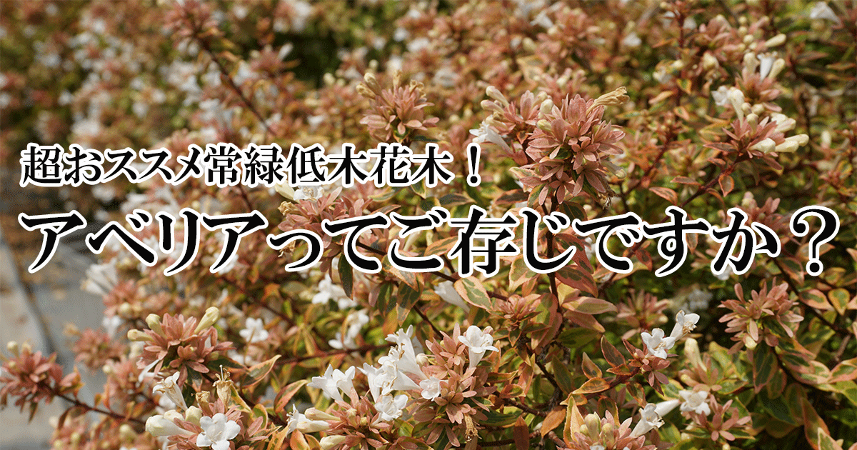 超おススメの常緑低木花木アベリアってご存じですか？ – プロが伝える