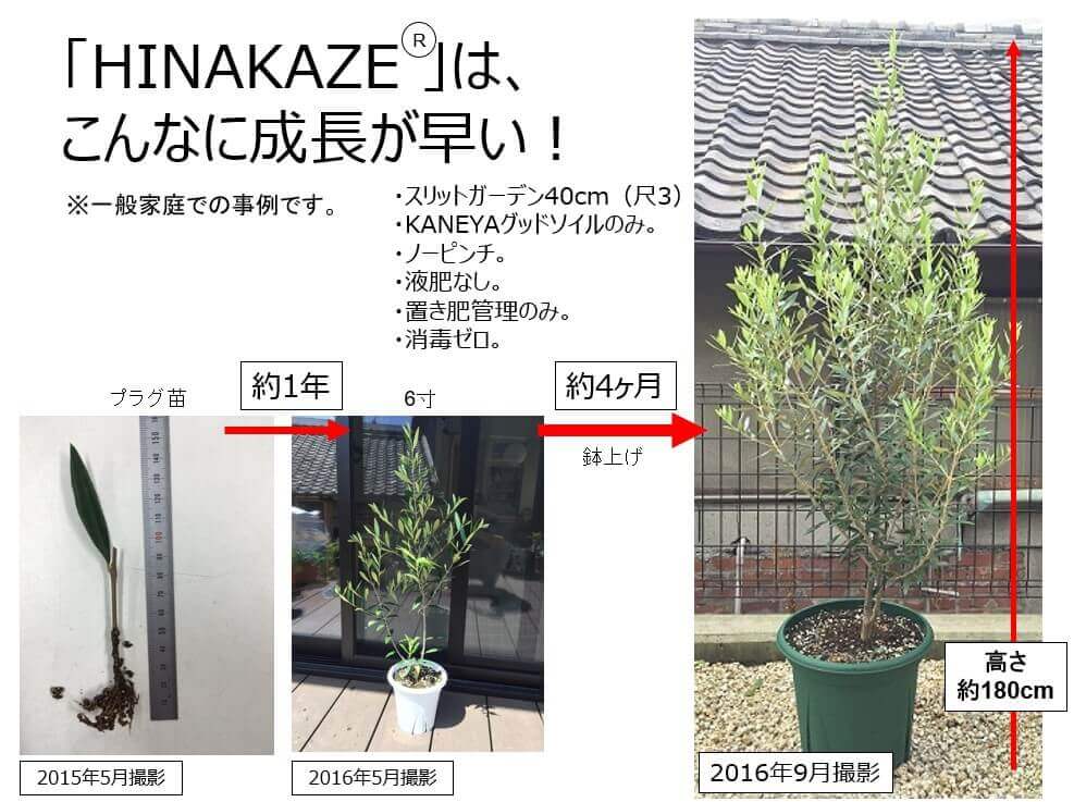 《現品》オリーブの木　ひなかぜ　樹高2.2ｍ（根鉢含まず）08《鉢植え/苗木》