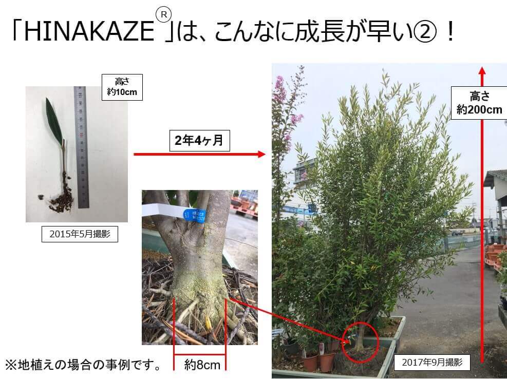 《現品》オリーブの木　ひなかぜ　樹高2.2ｍ（根鉢含まず）08《鉢植え/苗木》