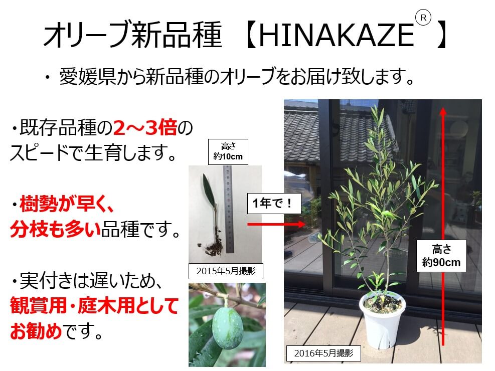 成長スピードの速いオリーブ『ひなかぜ(HINAKAZE)』を育ててみよう