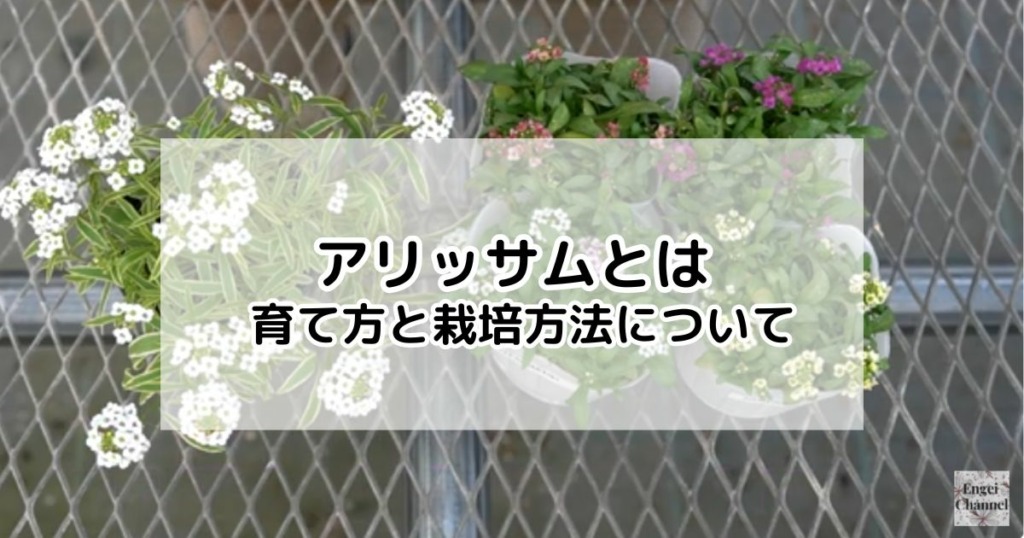 アリッサムとは育て方と栽培方法について（サムネイル）