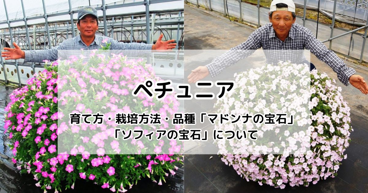 大輪ポーチュラカ 苗20株