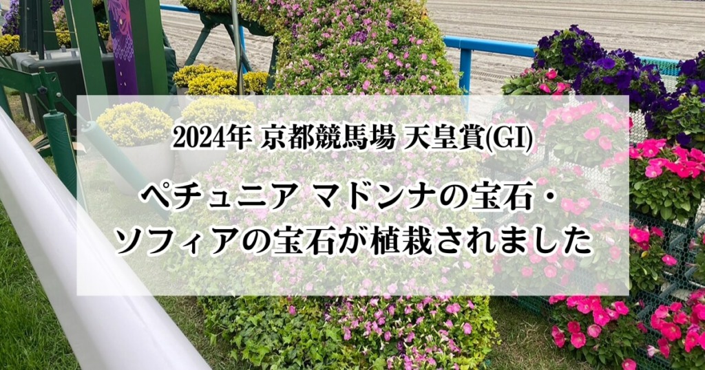 2024年京都競馬場 天皇賞(G1)でペチュニア マドンナの宝石・ソフィアの宝石が植栽されました