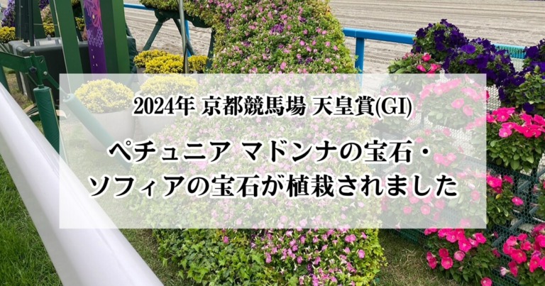 2024年京都競馬場 天皇賞(G1)でペチュニア マドンナの宝石・ソフィアの宝石が植栽されました