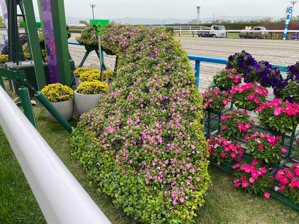 2024年京都競馬場のペチュニア マドンナの宝石の植栽の様子