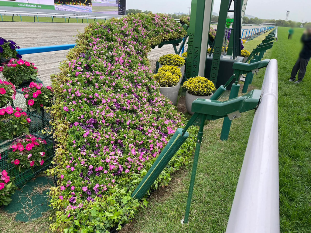 2024年京都競馬場のペチュニア マドンナの宝石の植栽の様子