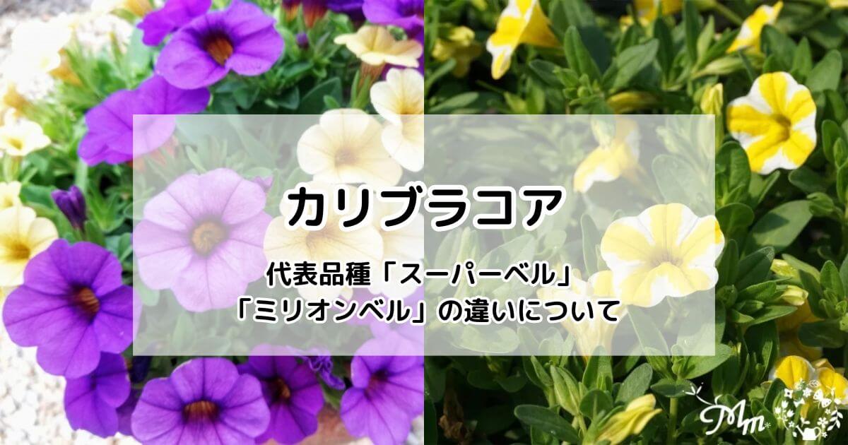 カリブラコアの代表品種「スーパーベル」と「ミリオンベル」の違い