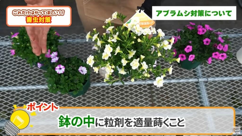 ペチュニア・カリブラコア害虫対策