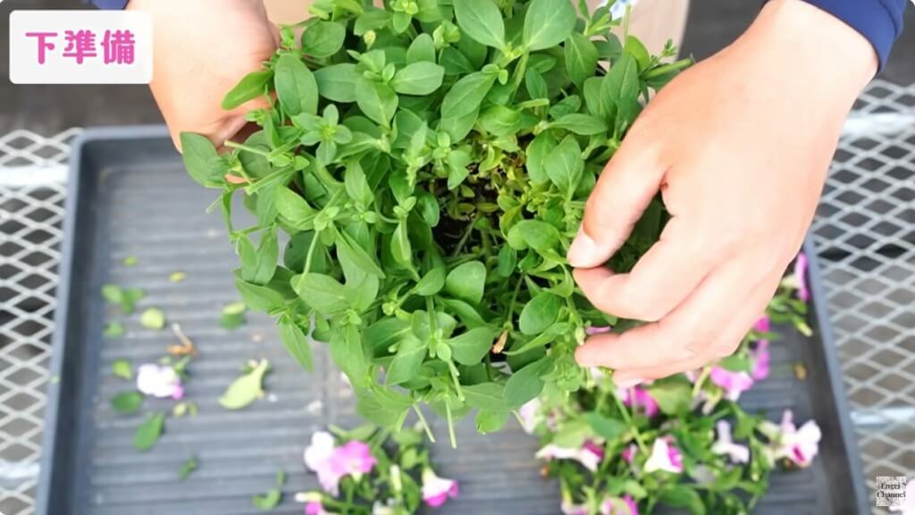 ペチュニア梅雨対策