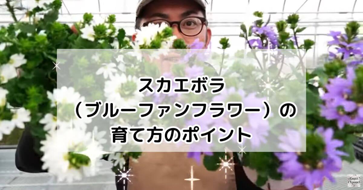 スカエボラ（ブルーファンフラワー）の育て方・基本情報・まとめ