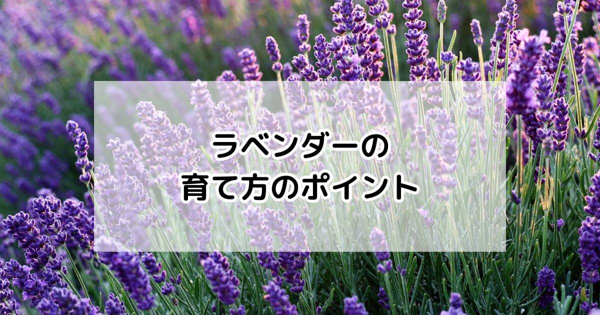 ラベンダーの育て方・基本情報・まとめ – プロが伝える栽培ブログ 