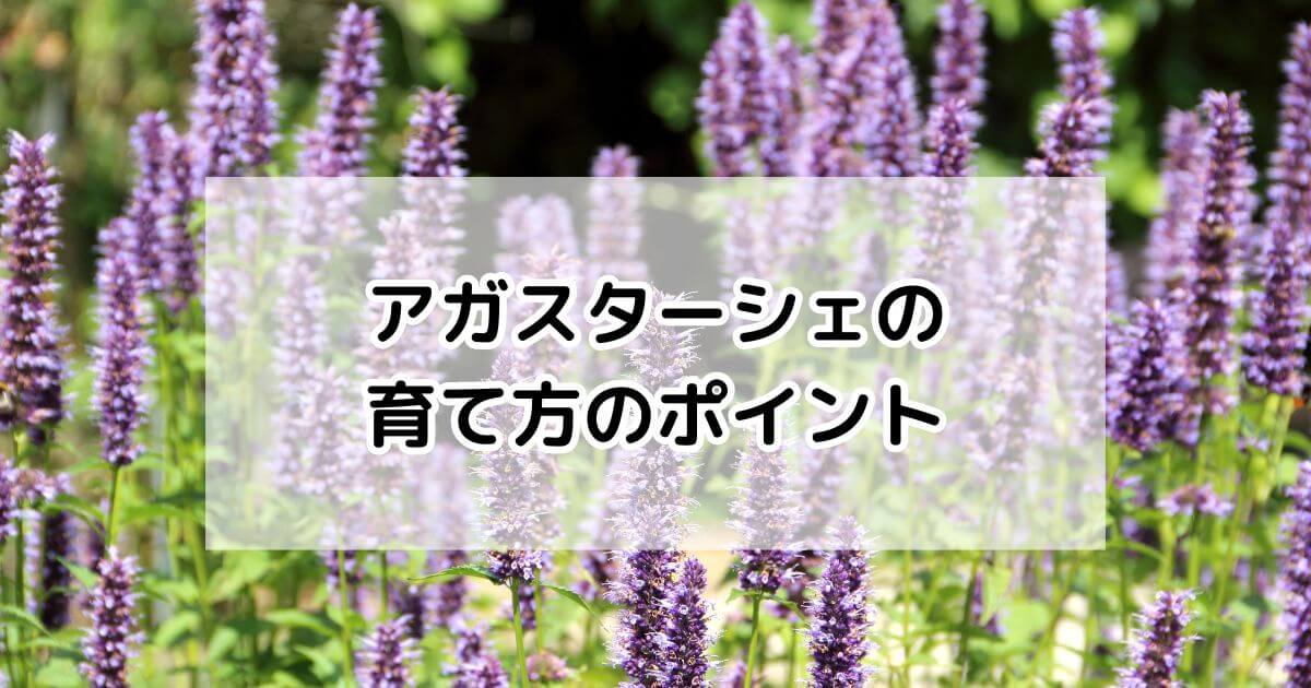 アガスターシェの育て方・基本情報・まとめ – プロが伝える栽培ブログ