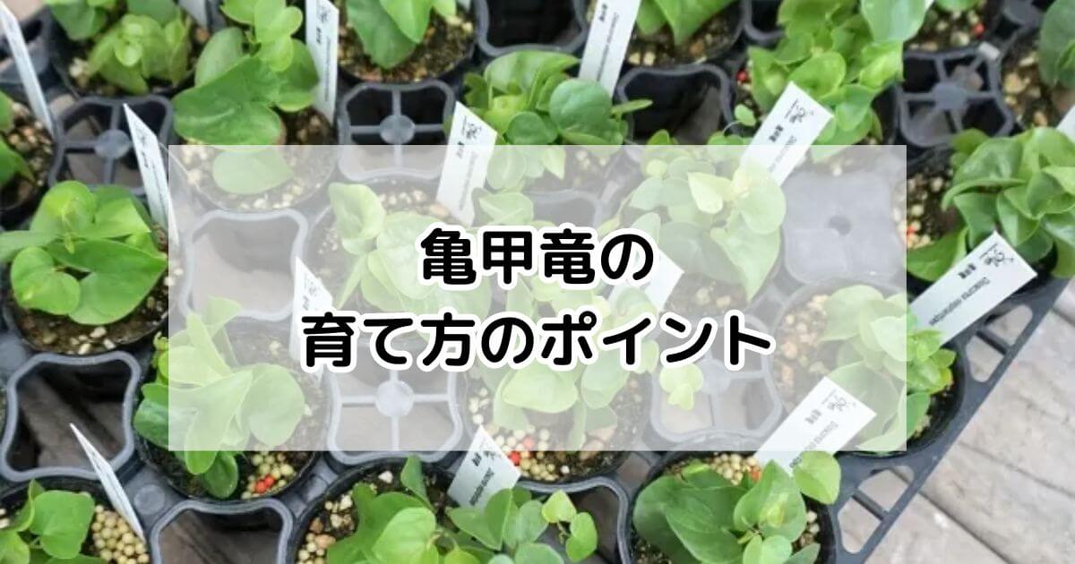 亀甲竜の育て方・基本情報・まとめ – プロが伝える栽培ブログ | The