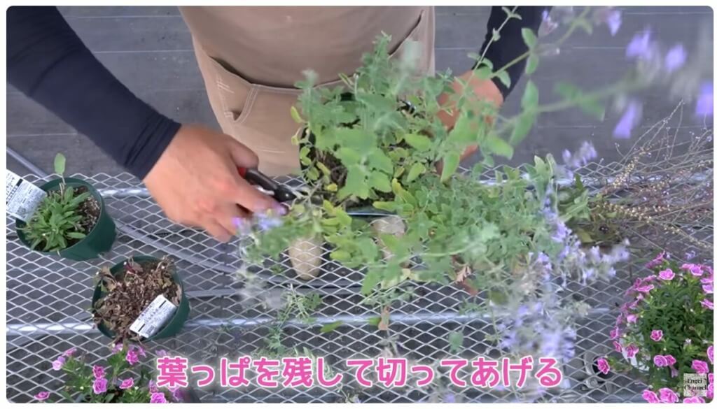 ネペタウォーカーズロウ切り戻し