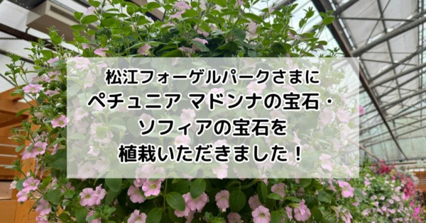 松江フォーゲルパーク　ソフィアホワイトピンクさまにペチュニアマドンナの宝石・ソフィアの宝石を植栽いただきました！