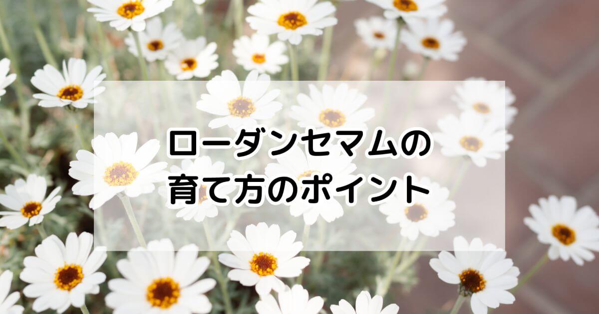 ポン様　リクエスト　ローダンセマム12点 ローダンセマムとは｜育て方がわかる植物図鑑｜みんなの趣味の