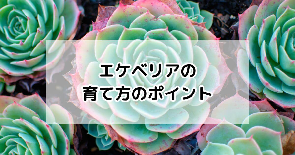 エケベリア中型株元気 エケベリア中型株元気