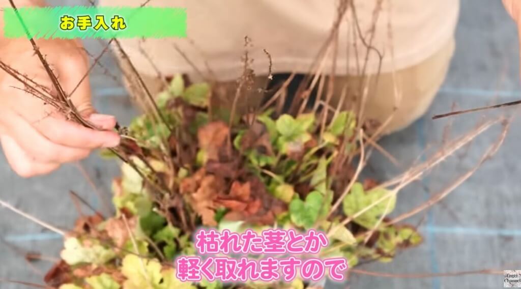 暑さで弱ったヒューケラの対処法