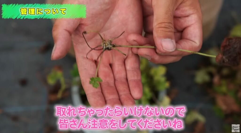 暑さで弱ったヒューケラの対処法